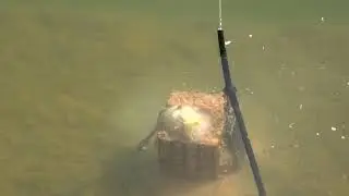 Boilie obalené sušeným mlékem