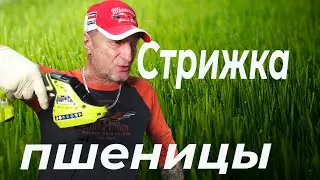 Посмотрите насколько просто и быстро. Ситиферма Зеленый Босс.