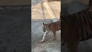 Tiger Topia Thailand | Feed the Tiger