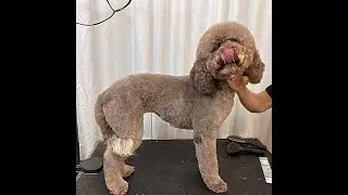 Nervous Dog Gets Brushed Out And Groomed