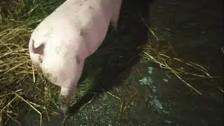 Свинки растут
