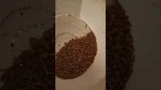 2часть.Чистая и пророщенная пшеница и ячмень голубям.Голуби Александра.Германия.