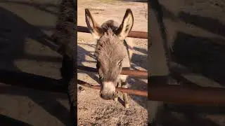 donkey sweet face!