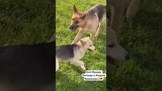 Бой Мурада Легенды и Андрея Черкасова