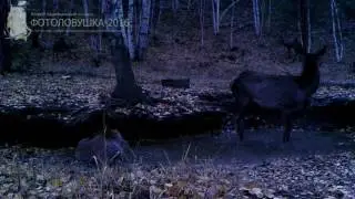 ID403/Заказник Алтачейский/Копытные/Грязевые процедуры на солонце