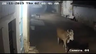 lion chases cows, dog in Gujarat village😱
