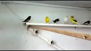 הכנות התחלתיות לקראת עונת הרבייה