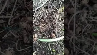 Запасы на зиму. #дача