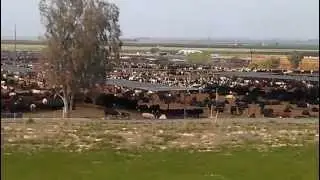 Factory farm. Disgusting.