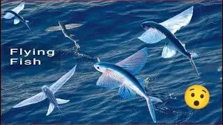 Flying Fish, Fact 🐟 😱 #flyingfish #fishes #sealife