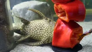 Pleco vs Pepper