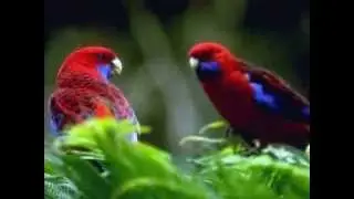 Dian Piesesha _ BARA API SENYUMMU _ (Birds Love)