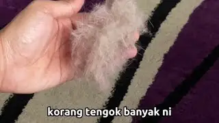 ROLLER BULU KUCING [BERKESAN] JIMAT KOS | FUR ROLLER