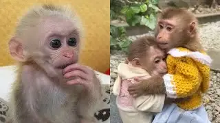 How have monkey Xuka and monkey Tina changed after growing up?