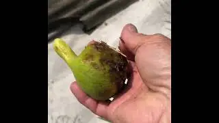 Інжир сорту Тауро,Довгий серпень,та Конадрія
