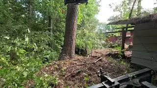 Big trees in tight places