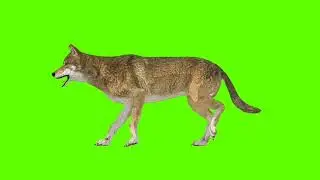 Green Screen Background Correcter In Dog #die  Left Side #animation #video  #youtube #greenscreen