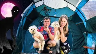 НОЧЬ В ТРЁХКОМНАТНОЙ ПАЛАТКЕ С КОТАМИ И СОБАКОЙ | УЕЗЖАЕМ В ЗВЕРОЛАГЕРЬ