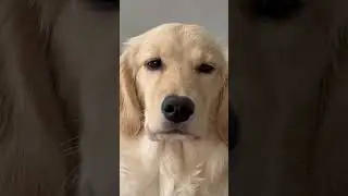 Dear Santa Paws… 🥺🎄 