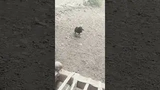 Crow eating insects #shorts