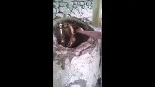 барашка в тандыре