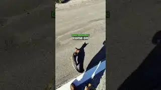 Highway Rescue for a Fox 🦊 | @r.e.l.m13805/IG