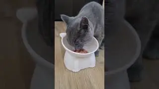 Hungry Kitty! #catsvideo #cat #cute #britishshorthair  #cutecat #catshorts