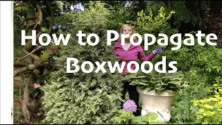 How to Propagate Boxwoods