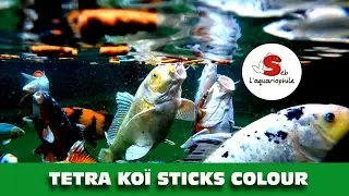 Le repas des carpes Koï . 😍