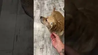 ахахах #собаки #🐶 #питомцы