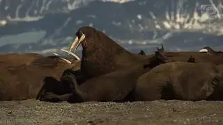 Walruses  Svalbard