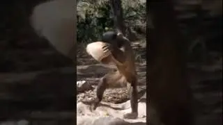 Monyet Capuchin | Gambaran kehidupan di zaman batu? #shorts