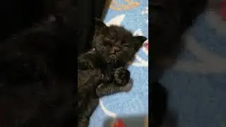 Моя сонная радость #kitten #афина #cat #catlover #котик