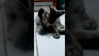 jilat pantat (lick ass)