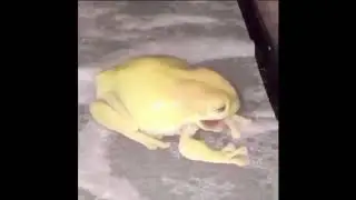 me when the 5gum kicks in