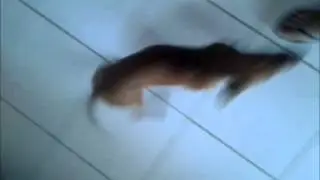 Nina - Dançando, Dançando (8)