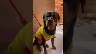 Rottweiler Discipline