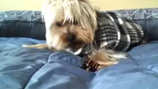 Filippoo