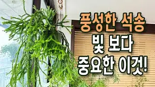 플랜테리어 끝판왕 석송 풍성하게 키우기 / 행잉 플랜트 관리하는 방법 ( 분갈이, 흙 배합, 물 주기, 영양제 주기)