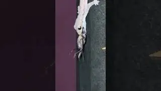 Si kecil cicak makan cangkrik boss