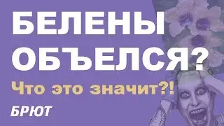 Что значит белены объесться?!