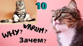 10 причин завести Кошку! Британская и шотландская порода кошек