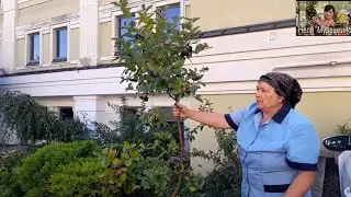Обзор прививок.Арония на рябине обыкновенной.