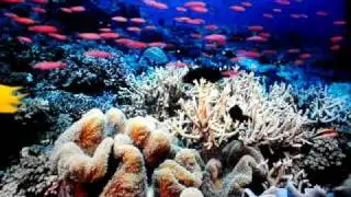 Coral Reef Adventures part 1