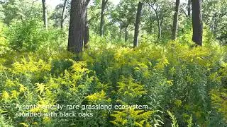 Black Oak Savanna