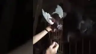 merpati plontang perdana giring