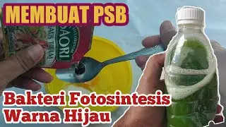 Membuat PSB (Bakteri Fotosintesis) Warna Hijau : Pupuk Organik Penyubur Semua Tanaman