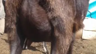 How to increase milk production in goats in winter?🐐