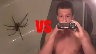 Je combat une araignée dans ma salle de bain !!