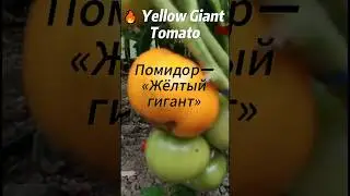 🔥 Yellow Giant Tomato | Помидор — «Жёлтый гигант» 